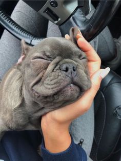 a person holding a small dog in their lap while sitting in a car with its head on the steering wheel