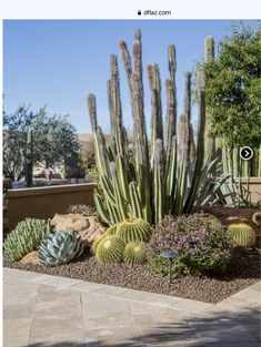 a cactus garden with many different types of plants