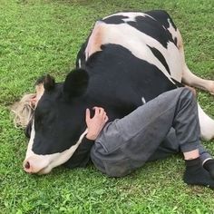 a man laying on the ground next to a black and white cow with it's head up