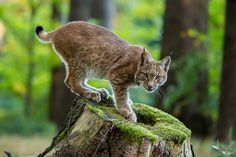 a small cat standing on top of a tree stump