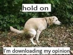 a dog is standing in the grass with a sign above it that says hold on i'm downlading my opinion