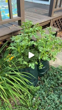 some plants are growing out of buckets on the ground