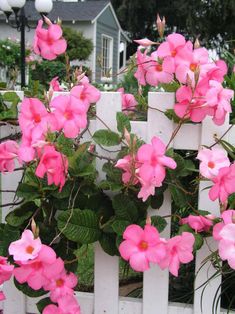 pink flowers growing on the side of a white picket fence