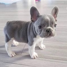 a small gray and white dog standing on top of a wooden floor