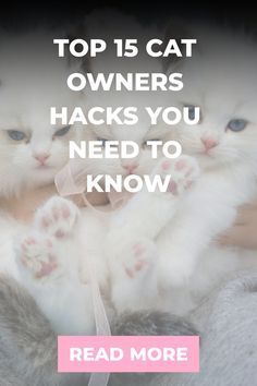 two white kittens sitting on top of each other with the caption, top is cat owners hacks you need to know