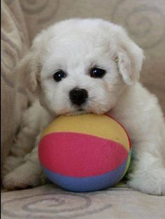 a small white dog holding a ball in it's mouth and looking at the camera