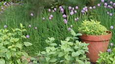 purple flowers are growing in the garden next to green grass and plants with pink blooms