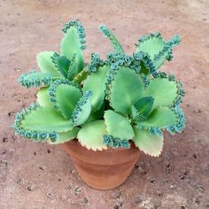 a potted plant with green leaves on the ground