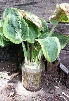 a plant in a glass jar sitting on the ground next to a wooden fence and trash can