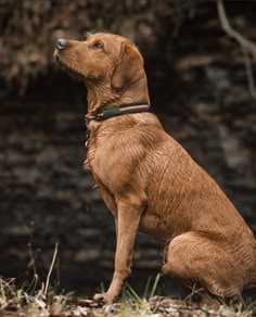 a brown dog sitting on the ground looking up