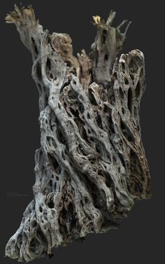 an old tree stump is shown against a black background, with the roots still attached to it