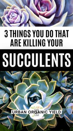 three different types of succulents with the words 3 things you do that are killing your succulents