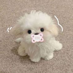 a small white dog with a pink pacifier in it's mouth sitting on the floor