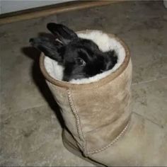 a small black rabbit is poking its head out of a boot