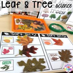 leaf and tree science activities for kids to do on the fall leaves day at school