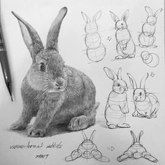 Sketch to Realism in 1 Pencil Drawing Watercolor Animation, Maus Illustration, Bunny Sketches, Materi Bahasa Jepang, Some Drawings, Rabbit Drawing, Animal Drawings Sketches, 강아지 그림