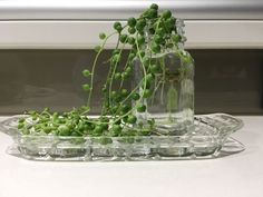 some green plants are in a glass vase