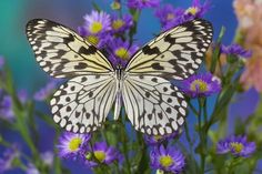 a white and black butterfly sitting on purple flowers in front of a blue sky background