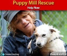 a woman holding a small white dog in her arms with the caption puppy mill rescue help now