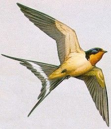 a yellow and black bird flying in the sky