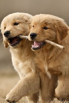 two golden retriever puppies playing with a stick and chewing on it's mouth