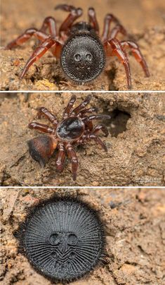 three different pictures of a spider on the ground