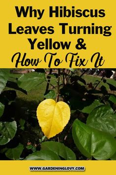 a yellow leaf with the words why hibiscus leaves turning yellow and how to fix it