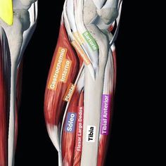 the muscles are labeled in different colors and directions to show their insertions into each other