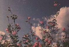 pink flowers are blooming in the foreground against a blue sky with white clouds