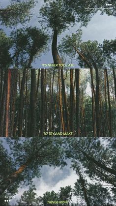 two different views of trees in the woods, one with blue sky and white clouds