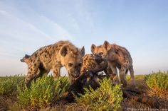 three hyenas are standing in the grass