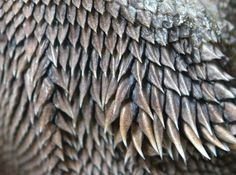 close up view of an animal's skin with very long, thin spikes on it