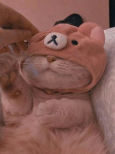 a cat laying on its back with a stuffed animal in it's mouth and being petted by someone