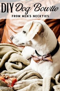 a white dog wearing a bow tie sitting on top of a blanket with the words diy dog boutique from men's neckties