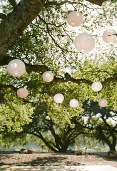 paper lanterns strung from the branches of a tree