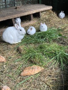 three white rabbits sitting in hay next to a wooden bench