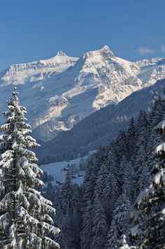 snow covered trees and mountains in the distance