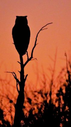 an owl is sitting on top of a tree branch at sunset or dawn with the sun in the background