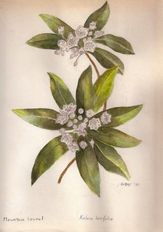 a painting of some flowers on a white background with green leaves and buds in the center