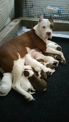 two dogs are laying on the floor next to each other and one dog is holding its puppies