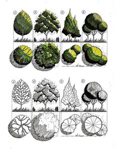 various types of trees are shown in this drawing