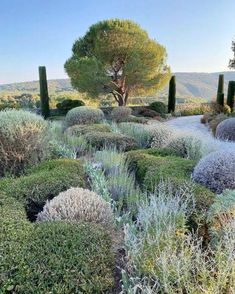 a garden with lots of bushes and trees