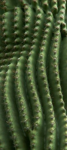 a close up view of a green cactus