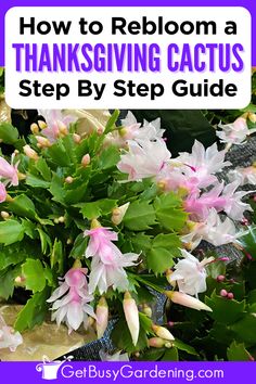 a bushy cactus plant with bright pink blooms Easter Cactus, Plant Care Guide, Holiday Cactus, Cactus Care, Bloom Where Youre Planted