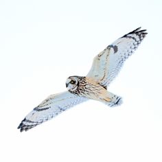 an owl flying in the sky with its wings spread