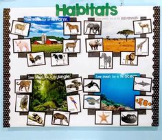 a bulletin board with pictures of different animals and their habitats on it's side