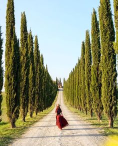 a woman in a red dress is walking down a dirt road lined with tall trees