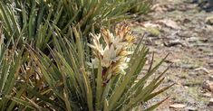 a plant with yellow and white flowers in the desert