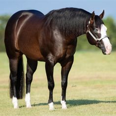 a brown horse standing on top of a lush green field