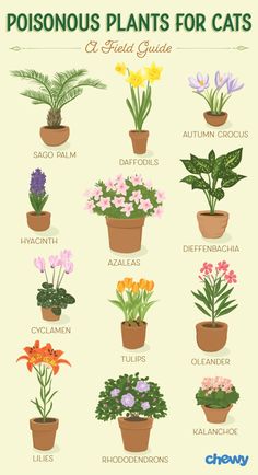 a poster with different types of plants in pots